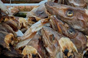 Drying stockfish cod heads in Reine fishing village in Norway photo