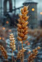 AI generated Ears of golden wheat in close-up. Beautiful natural landscape at sunset. A field with wheat photo