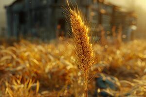 AI generated Ears of golden wheat in close-up. Beautiful natural landscape at sunset. A field with wheat photo