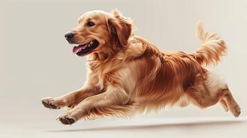 AI generated The dog, a golden retriever, Runs vigorously on a beige isolated background photo