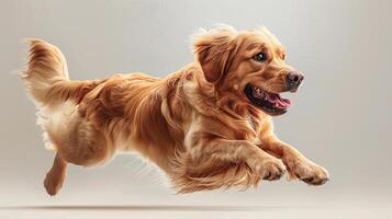 AI generated The dog, a golden retriever, Runs vigorously on a beige isolated background photo