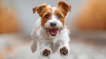 AI generated A Jack Russell dog , vigorously rushing down the street photo