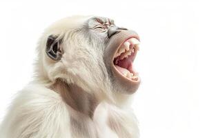 AI generated A white screaming monkey highlighted on a white background photo