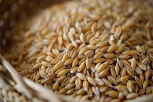 AI generated whole wheat in a plate. Wheat grains are ready to be ground photo