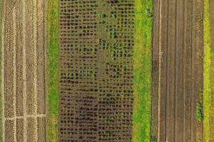 empty raised garden beds in the spring perid photo