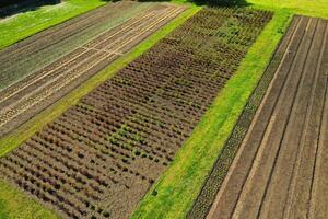 empty raised garden beds in the spring perid photo