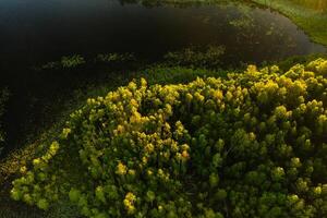 parte superior ver de el lago perno en el bosque en el braslav lagos nacional parque, el más hermosa lugares en bielorrusia.an isla en el lago.belarús. foto