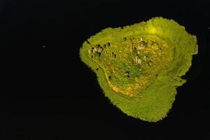 parte superior ver de lago conducir en el braslav lagos nacional parque, el más hermosa lagos en bielorrusia.an isla en el lago.belarús. foto