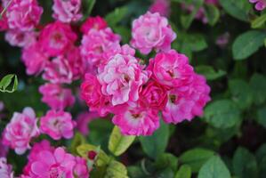 vibrante rosado rosas en floración, exhibiendo el belleza de naturaleza con un fondo de lozano verde hojas foto