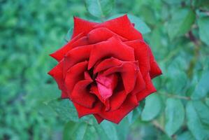 vibrante rojo Rosa con Rocío gotas, lleno floración en contra un verde frondoso fondo, simbolizando amor y belleza en naturaleza foto