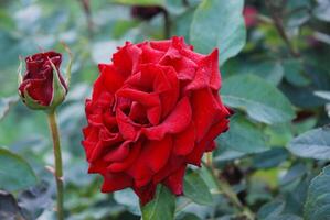 Vibrant red rose with dew drops, symbolizing love and beauty, amidst lush greenery photo