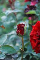 vibrante rojo capullo de rosa listo a floración junto a un completamente abrió rosa, capturar el esencia de crecimiento y belleza en naturaleza foto