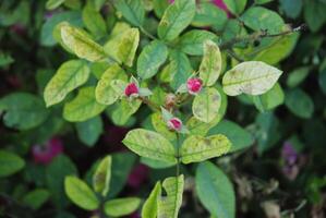 vibrante rosado brotes y verde hojas en un lozano jardín, exhibiendo el belleza de de la naturaleza crecimiento y el ciclo de vida foto