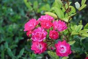 vibrante rosado rosas floreciente en un lozano jardín, simbolizando amar, belleza, y de la naturaleza elegancia foto