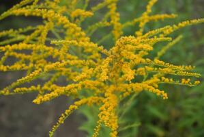 vibrante amarillo vara de oro flores en floración, simbolizando el belleza de salvaje flora foto