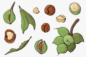 Macadamia nuts set. Cartoon style. White background, isolate. vector illustration.