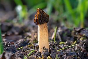 The Morel mushroom growing in the forest. photo