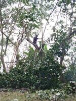 Bangkalan, Indonesia, April 23, 2023 - An adult man is cutting down a tree photo