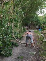 Bangkalan, Indonesia, April 23, 2023 - An adult man is cutting down a tree photo