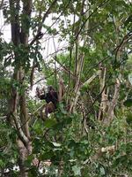 Bangkalan, Indonesia, April 23, 2023 - An adult man is cutting down a tree photo