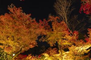 un iluminado rojo hojas a el tradicional jardín a noche en otoño foto