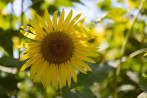 girasoles a el granja soleado día cerca arriba foto