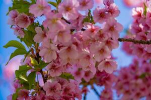 kawazu Cereza flores en lleno floración a el parque cerca arriba Mano foto