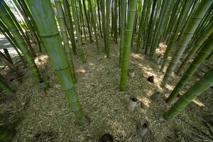 A green bamboo forest in spring sunny day looking down photo