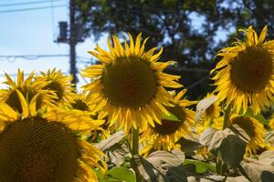 Sunflowers at the farm sunny day photo