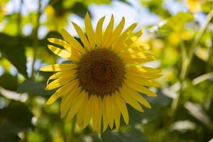 girasoles a el granja soleado día cerca arriba foto