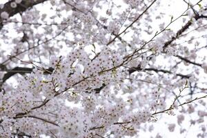 Cherry blossom at the park cloudy day photo