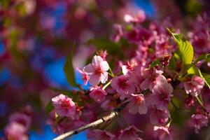 Kawazu cherry blossoms in spring season close up photo