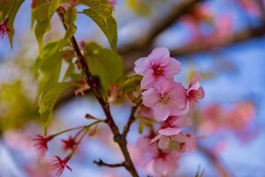 Kawazu cherry blossoms in full bloom at the park close up handheld photo