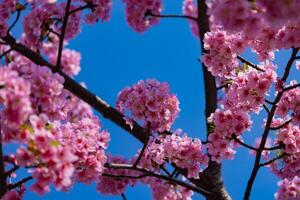 Kawazu cherry blossoms in full bloom at the park close up handheld photo