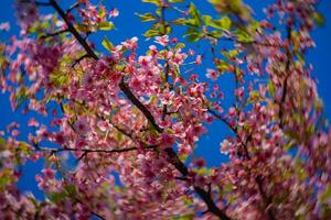 Kawazu cherry blossoms swirly blur in spring season close up photo