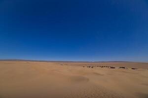 A panoramic sand dune near the desert camp at Mhamid el Ghizlane in Morocco photo