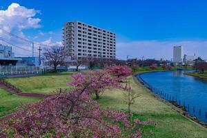 kawazu Cereza flores en lleno floración a el parque amplio Disparo foto