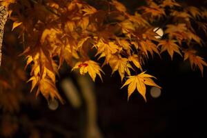 An illuminated red leaves at the traditional garden at night in autumn close up photo