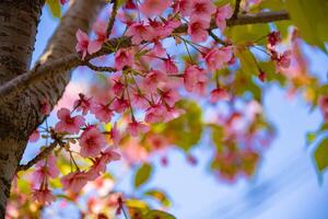 Kawazu cherry blossoms in spring season close up photo