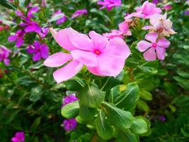 pink cape periwinkle flower with green leaves under the sunlight photo