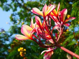 Beautiful  pink frangipani flowers shining in the sunlight and the background is a bright blue sky and green leaves photo