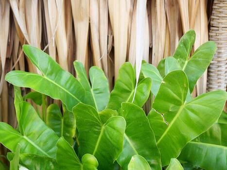 Nipa Palm's leaves are brown and dry. Stacked on the wall decorated with green leaves Can be used as a background image photo