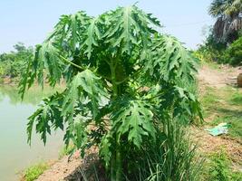 A papaya tree with green leaves grows on the embankment next to a pond photo