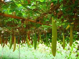 Angled loofah hangs from a bamboo stick with its vines entwined, photo from a Thai farm, Angled loofah is commonly used in cooking