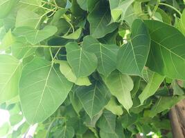 Close-up photo of fresh green Bodhi leaf