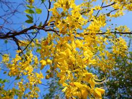 Yellow  golden shower flowers dangle from the branches. The background is a bright blue sky photo