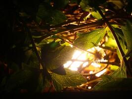 The flower garden is decorated with bulbs that glow a beautiful yellow color at night photo