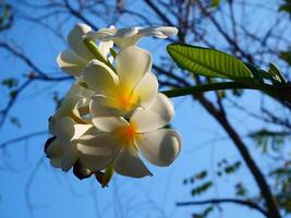 Beautiful white frangipani flowers shining in the sunlight and the background is a bright blue sky photo