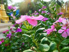 pink cape periwinkle flower with green leaves under the sunlight photo