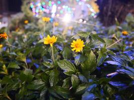 el flor jardín es decorado con bombillas ese resplandor un hermosa amarillo color a noche foto